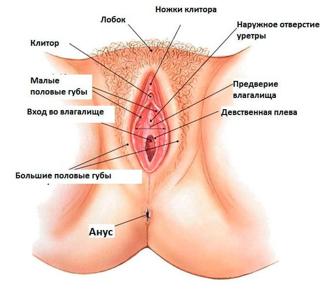 Девушка показывает вагину и уретру