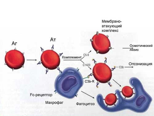 Анемия и трансфер фактор