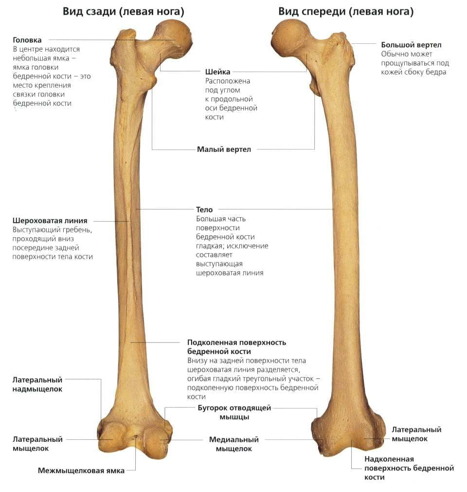 Кости стопы. Анатомия человека. На диаграмме показаны места и названия всех костей стопы.