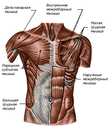 грудная мышца у женщин где находятся фото | Дзен
