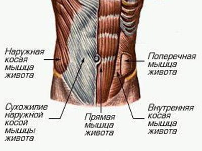 Внутренняя косая мышца живота: анатомия, триггерные точки, тейпирование