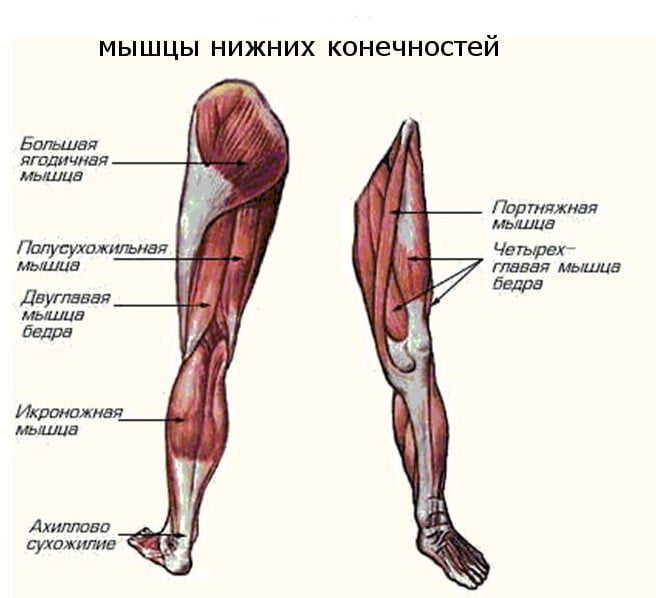Мышцы нижней конечности