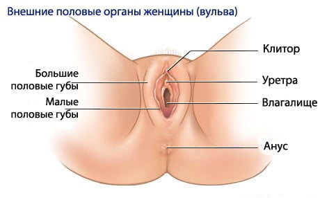 Анатомия женщины (строение женских половых органов) – полезные материалы бант-на-машину.рф