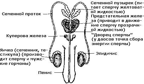 Мужская половая система – статья Божедомов В.А.