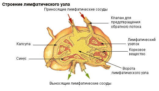 Паренхима лимфатического узла это