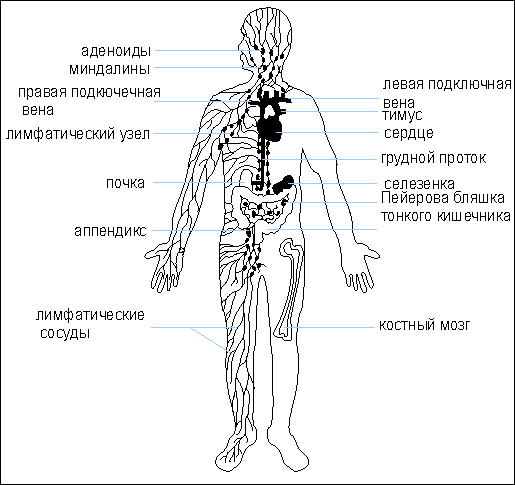 Органы иммунной системы человека схема