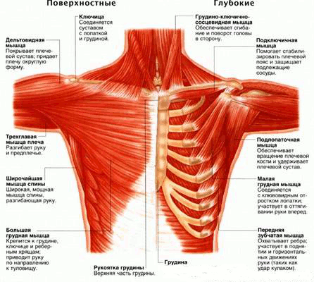 Разрыв дистального сухожилия двуглавой мышцы плеча (разрыв бицепса)