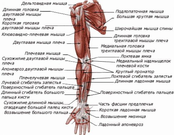 Жевательные мышцы: виды, особенности и функции