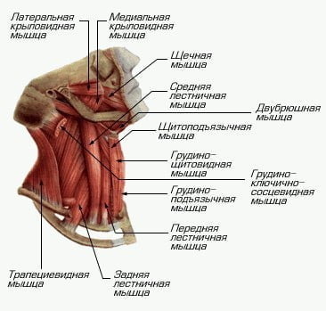 Анатомия ЛОР-органов: МРТ лица и шеи ‒ интерактивный атлас анатомии человека в срезах