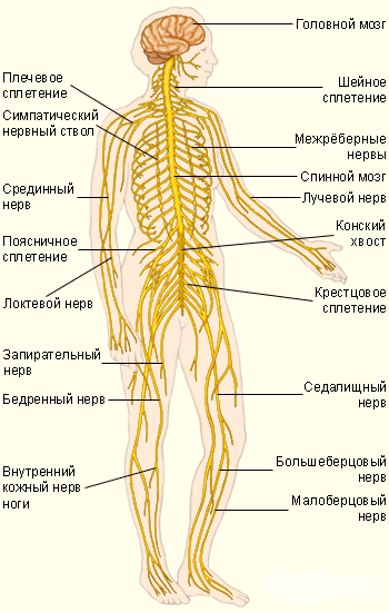 Переферическая нервная система - Сексология - - Здоровье садовыйквартал33.рф