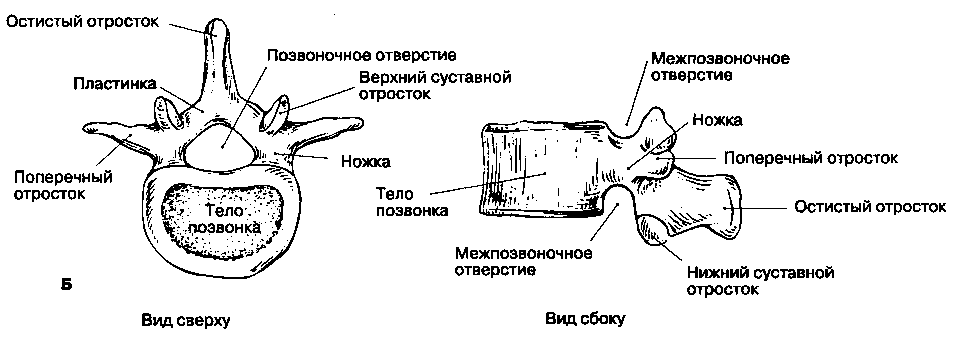 Нижний суставной отросток. Схема строения позвонка. Строение поясничного позвонка человека вид сбоку. Поясничный позвонок строение сбоку. Строение типичного позвонка анатомия.