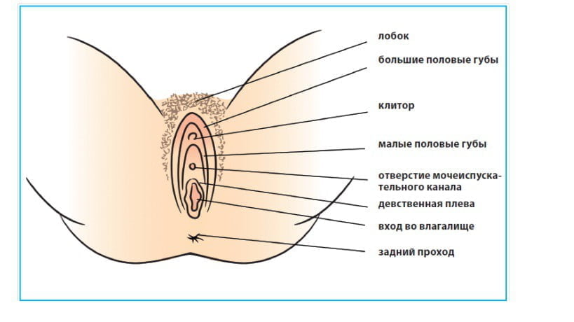 Самые большие половые губы (80 фото) - секс и порно rebcentr-alyans.ru