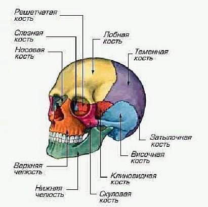 Что образует слезная кость. Смотреть фото Что образует слезная кость. Смотреть картинку Что образует слезная кость. Картинка про Что образует слезная кость. Фото Что образует слезная кость