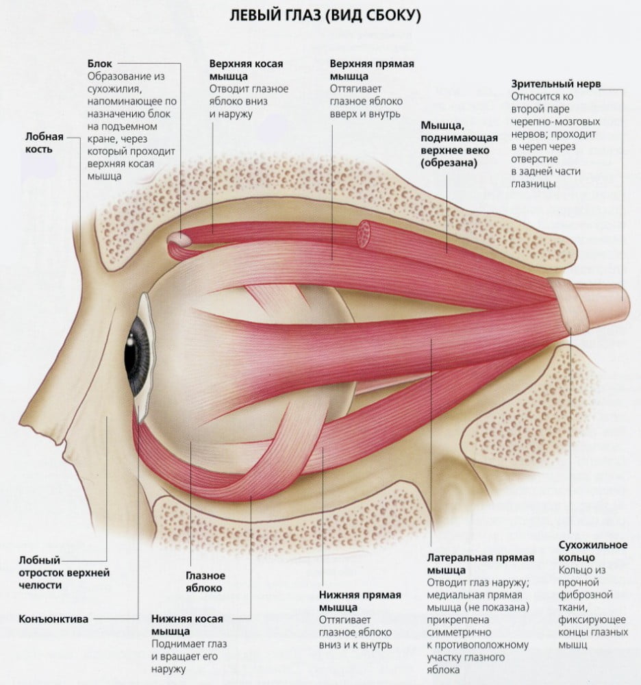 Сосуды и нервы органа зрения: подробное описание, строение, функциональные  особенности, расположение в теле