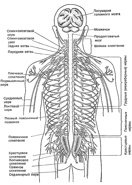 Схема спинномозгового нерва