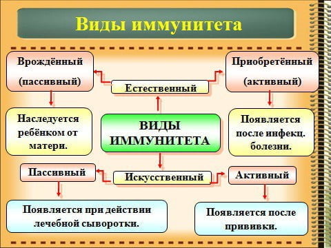 Иммунитет человека презентация