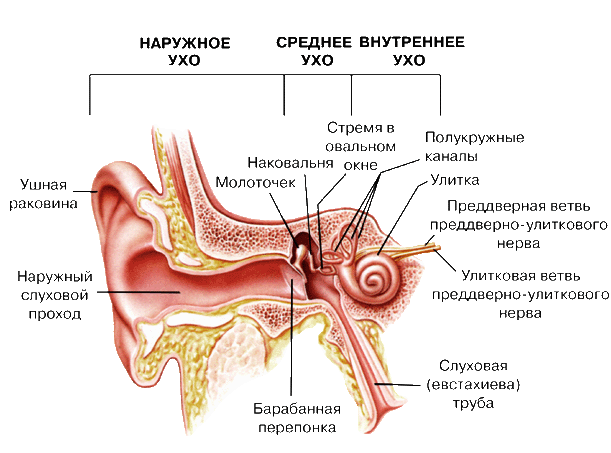 Внутреннее ухо: подробное описание, строение, функциональные особенности,  расположение в теле