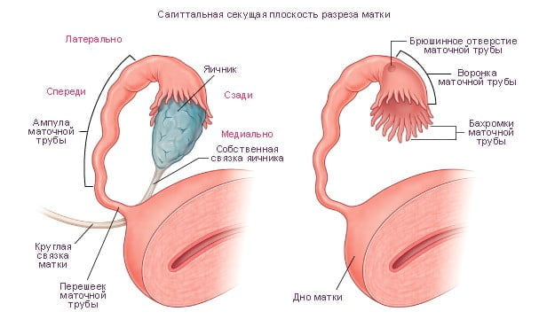 Репродуктивная система самки | Библиотека EVC