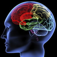 Фото головного мозга человека